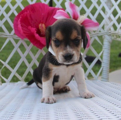 Cachorros beagle mini a la venta