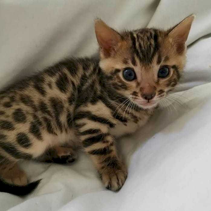 lindos gatos Bengal de 2 meses listos para la venta