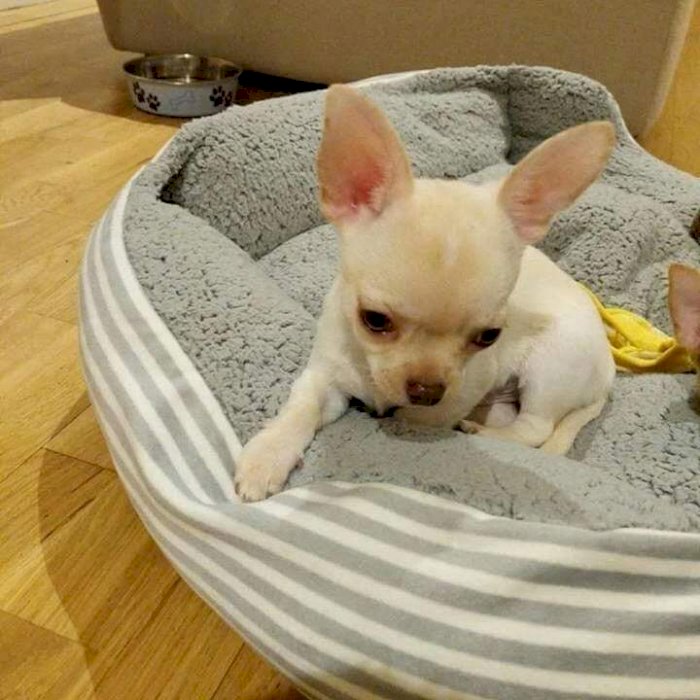 Chihuahua cabeza de pera macho bebe al mejor precio de venta